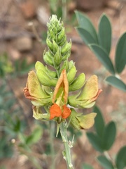 Tephrosia zoutpansbergensis