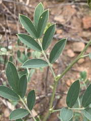 Tephrosia zoutpansbergensis