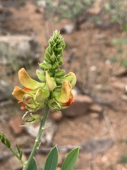 Tephrosia zoutpansbergensis