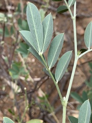 Tephrosia zoutpansbergensis