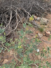 Tephrosia zoutpansbergensis