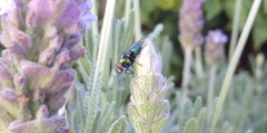 Lucilia