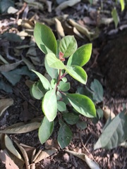 Euphorbia heterophylla