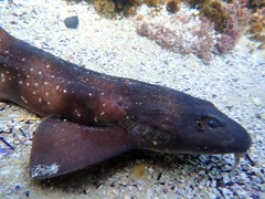 Brachaelurus waddi