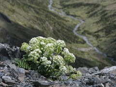 Anisotome pilifera