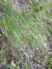 Poa anceps anceps