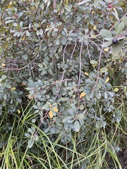 Frangula californica