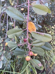 Frangula californica