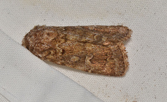 Ectopatria xerampelina