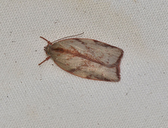 Euchaetis inceptella