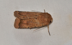 Proteuxoa porphyrescens