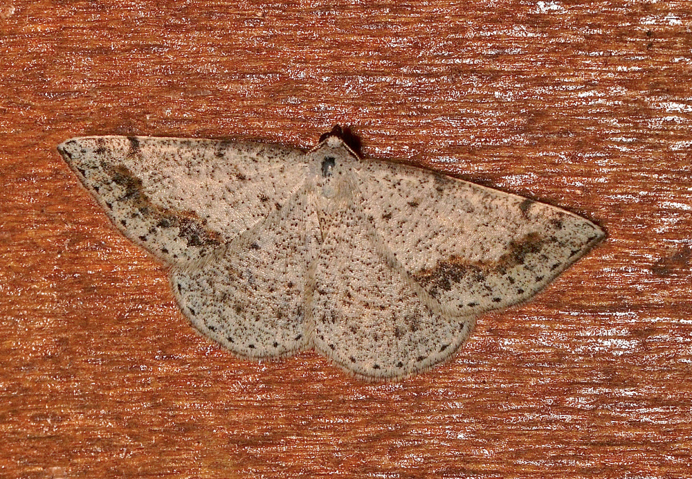Grey Taxeotis
