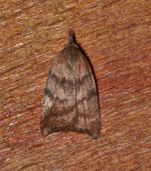 Tortricopsis euryphanella