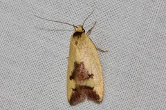 Ageletha hemiteles