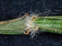 Rytidosperma longifolium