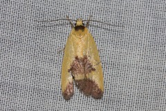 Ageletha hemiteles