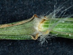 Rytidosperma longifolium