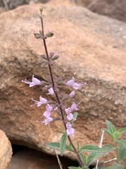 Syncolostemon canescens