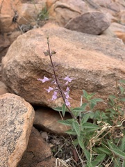 Syncolostemon canescens