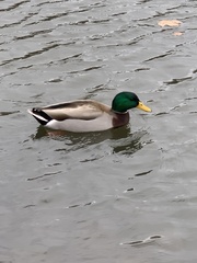 Anas platyrhynchos