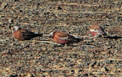 Leucosticte tephrocotis littoralis