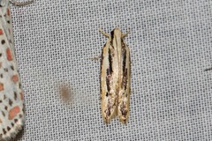 Ardozyga chionoprora