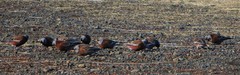 Leucosticte tephrocotis littoralis