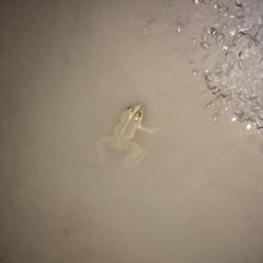 Fejervarya limnocharis