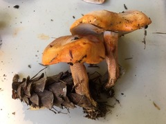 Tricholoma aurantium