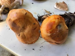 Tricholoma aurantium