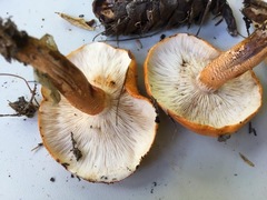 Tricholoma aurantium