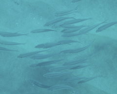 Selar crumenophthalmus