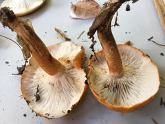 Tricholoma aurantium