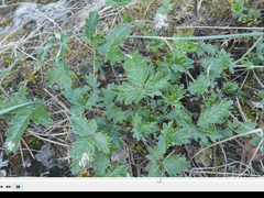 Potentilla kuznetzowii