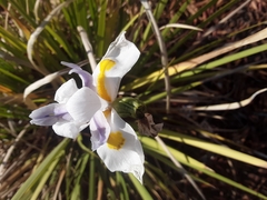 Dietes