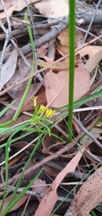 Tricoryne