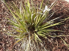 Dietes