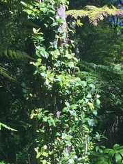 Metrosideros fulgens