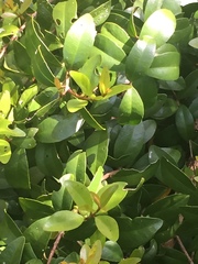 Metrosideros fulgens