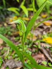 Pterostylis graminea