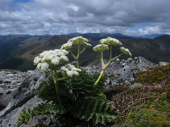 Anisotome pilifera