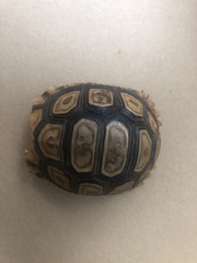 Stigmochelys pardalis