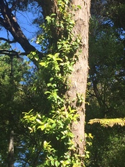 Metrosideros fulgens