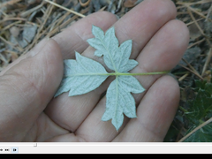 Potentilla kuznetzowii
