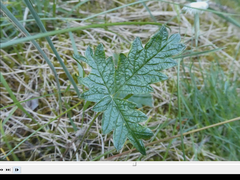 Potentilla kuznetzowii