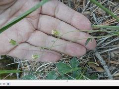 Potentilla kuznetzowii