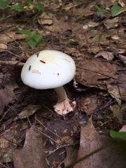 Amanita aestivalis