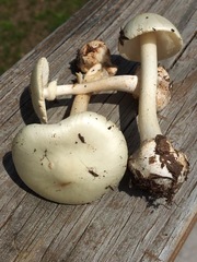Amanita aestivalis