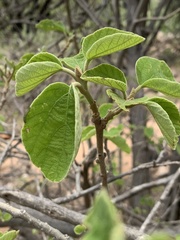 Cordia grandicalyx
