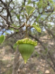 Cordia grandicalyx